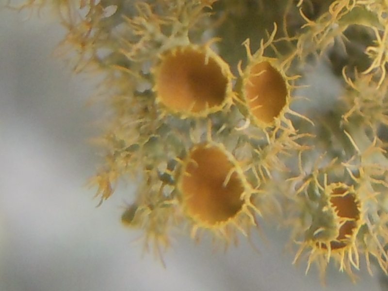 ....da Monte Moro (OT)